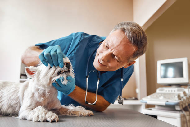 Best Emergency Dental Extractions in Reiffton, PA